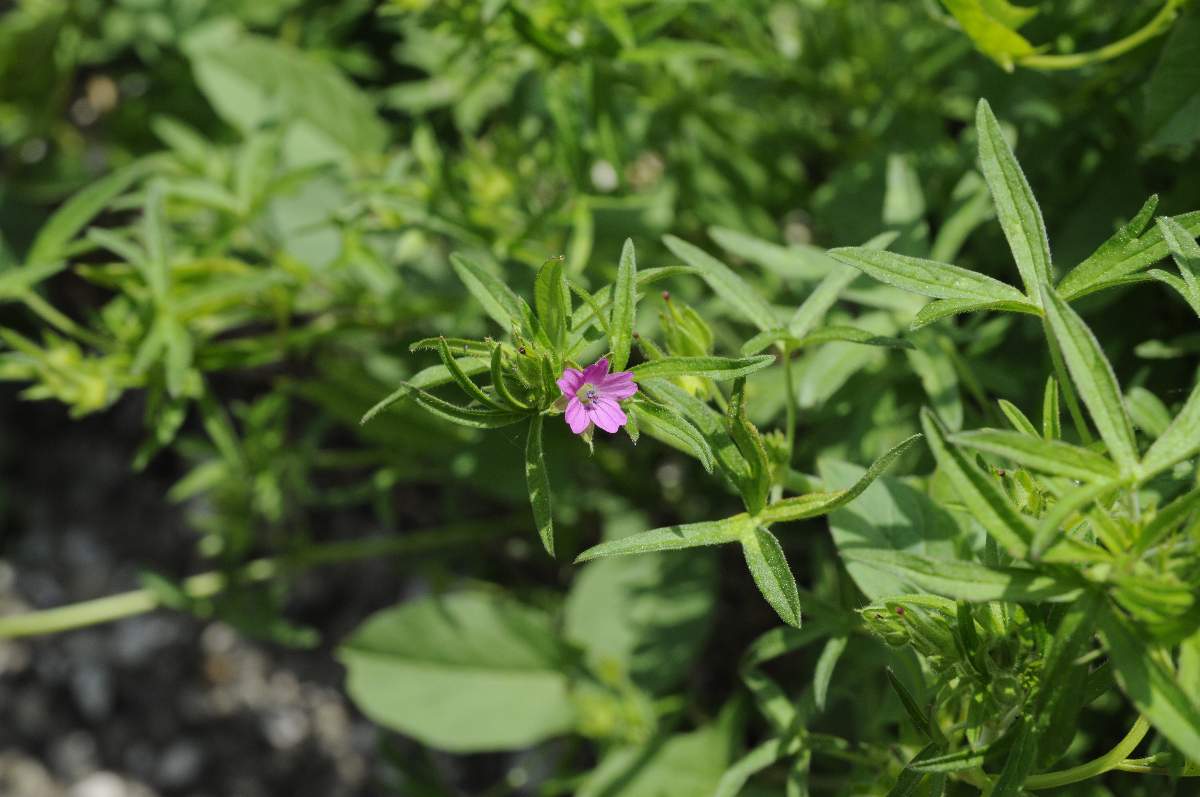 Geranium dissectum