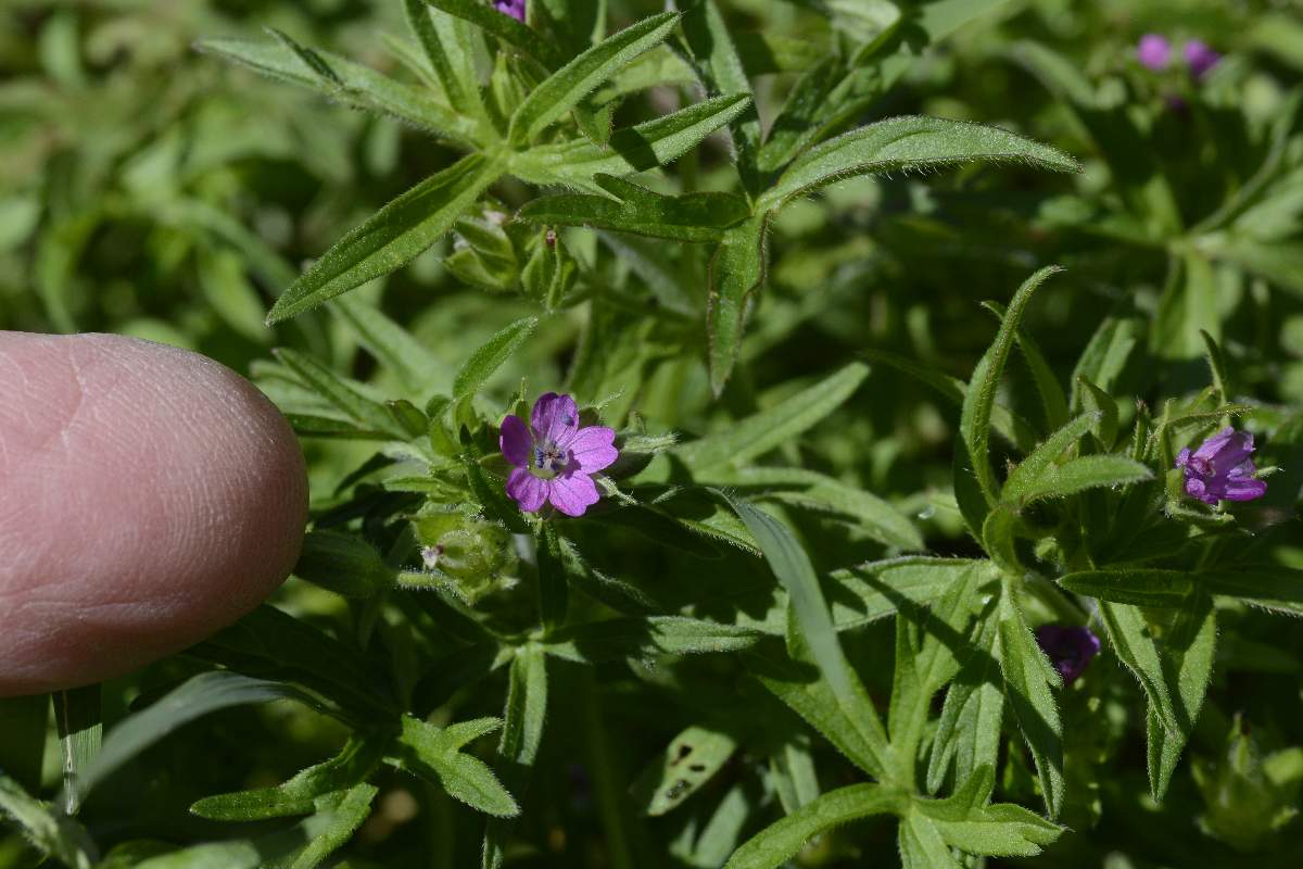 Geranium dissectum