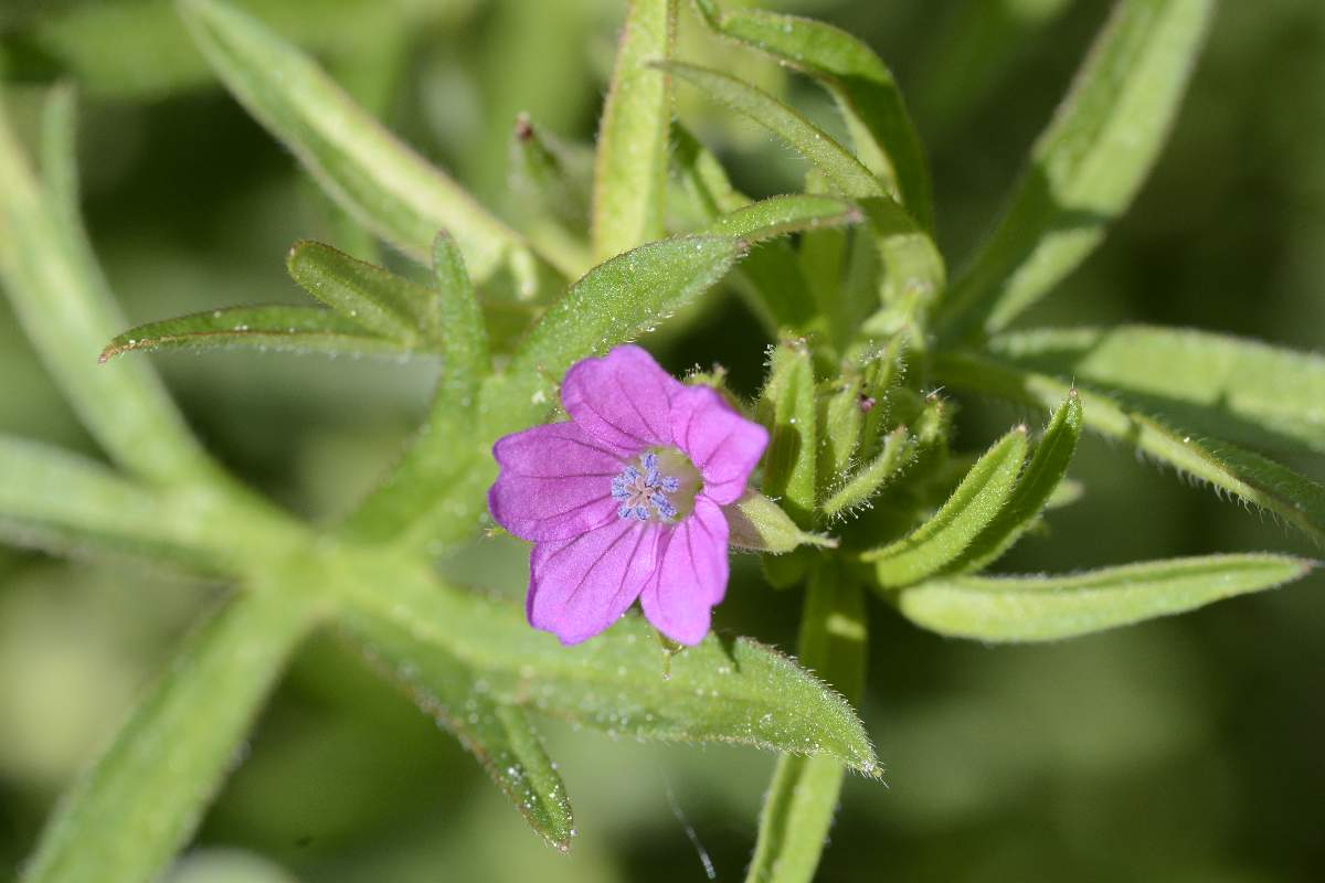 Geranium dissectum