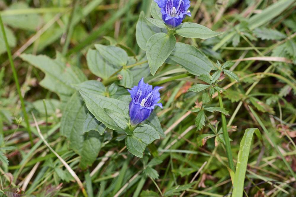 Gentiana asclepiadea