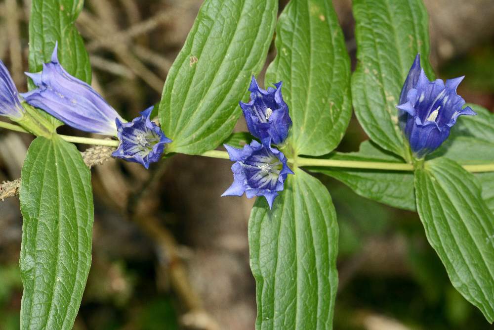 Gentiana asclepiadea