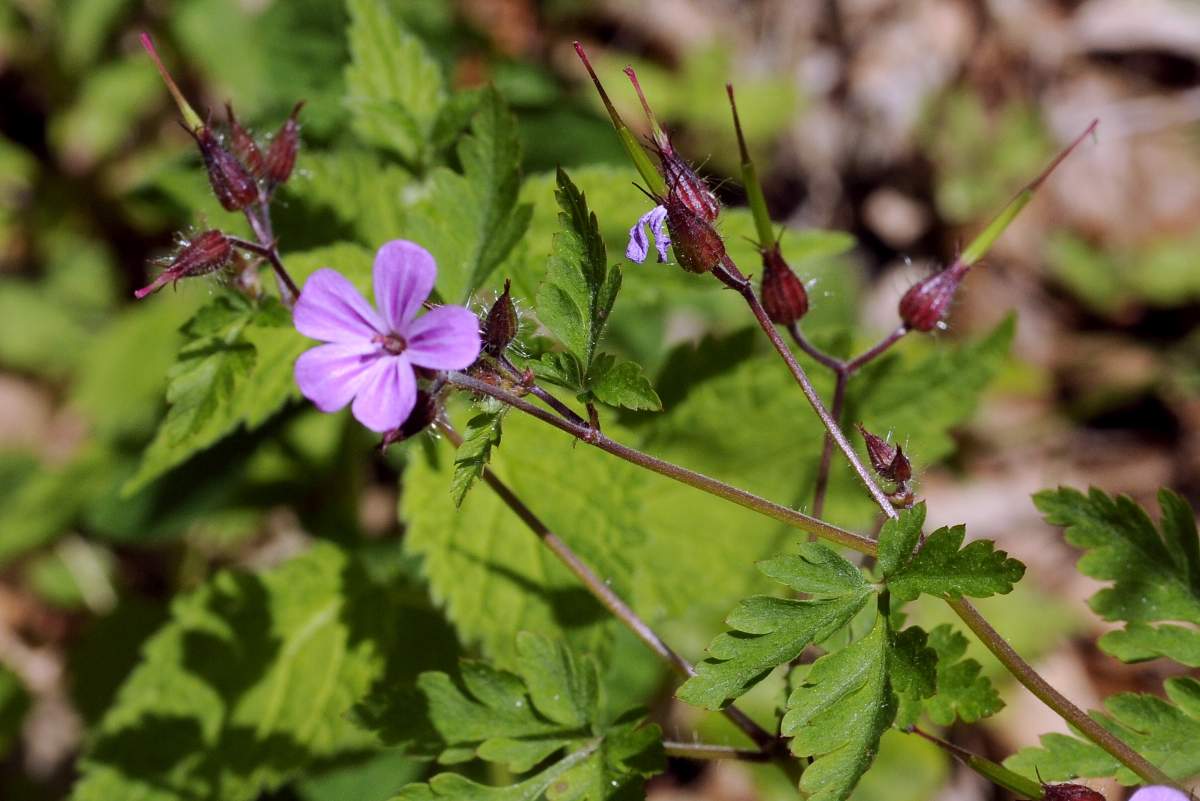 Geranium robertianum