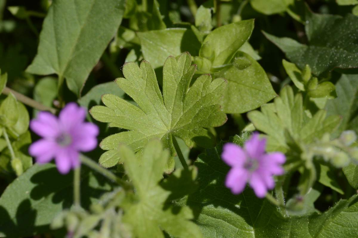 Geranium  molle