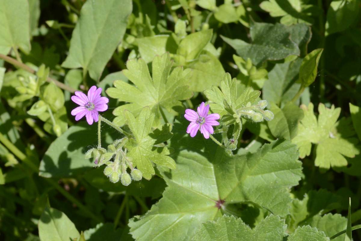 Geranium  molle