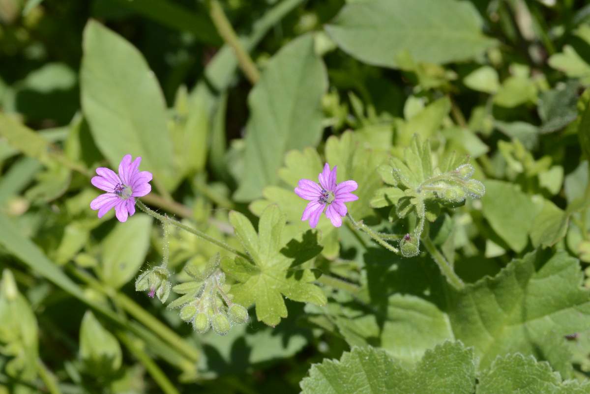 Geranium  molle