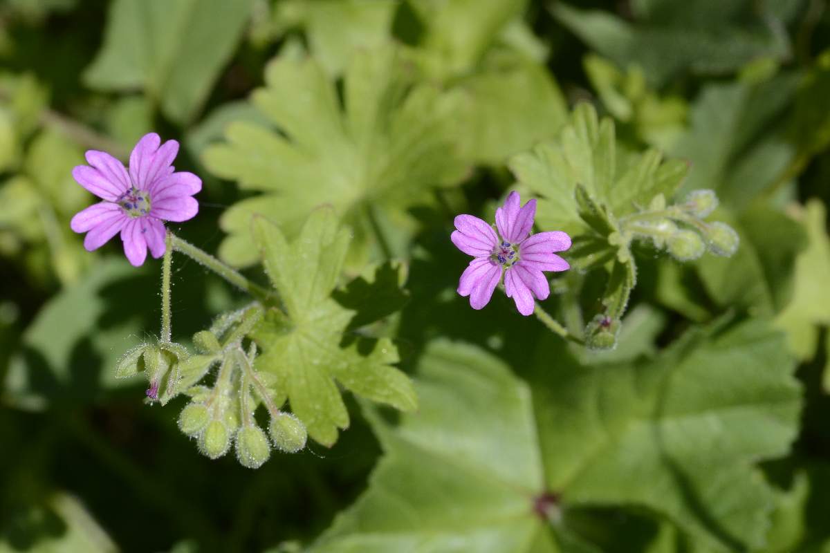 Geranium  molle