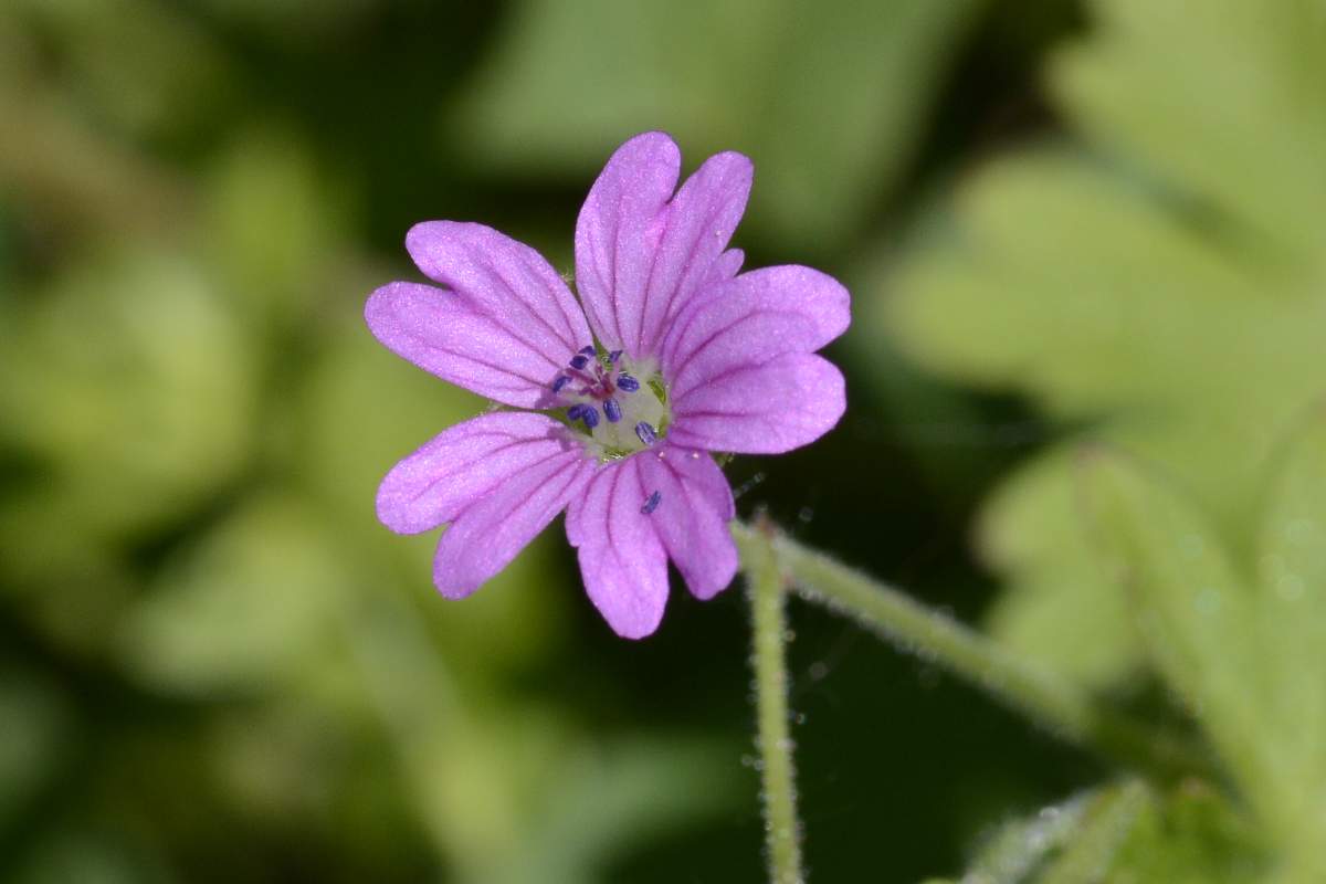 Geranium  molle