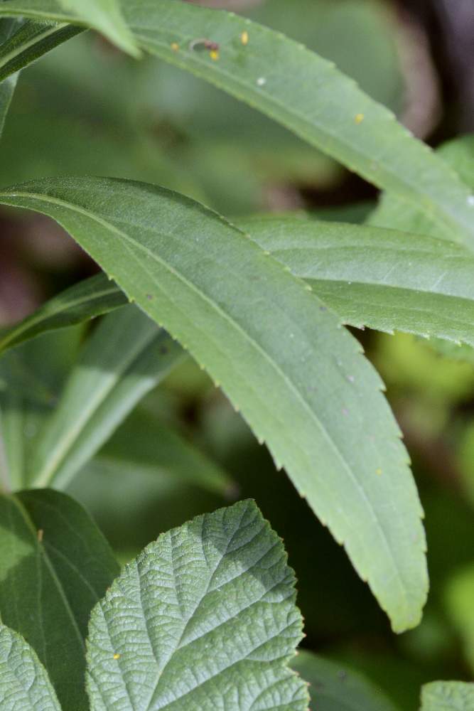 Solidago gigantea / Verga d''oro maggiore