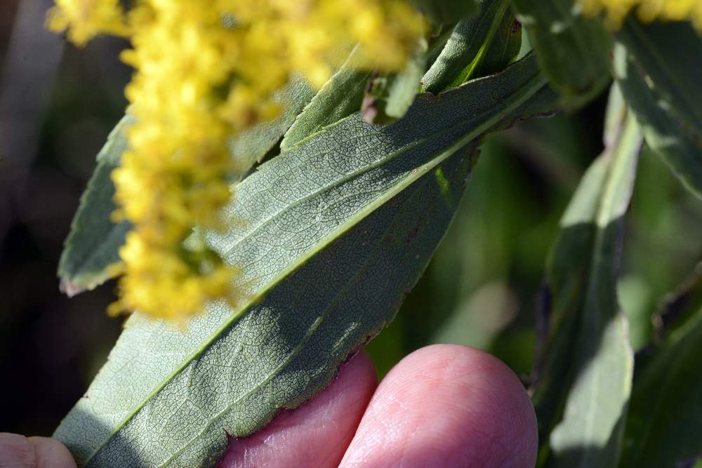 Solidago gigantea / Verga d''oro maggiore