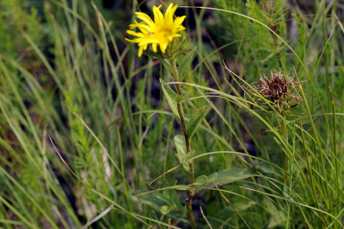 Inula hirta