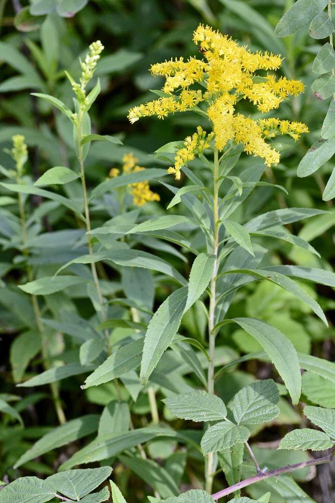 Solidago gigantea / Verga d''oro maggiore