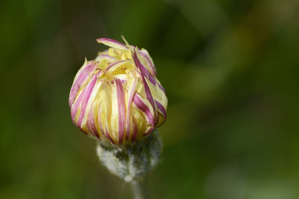 Pilosella officinarum