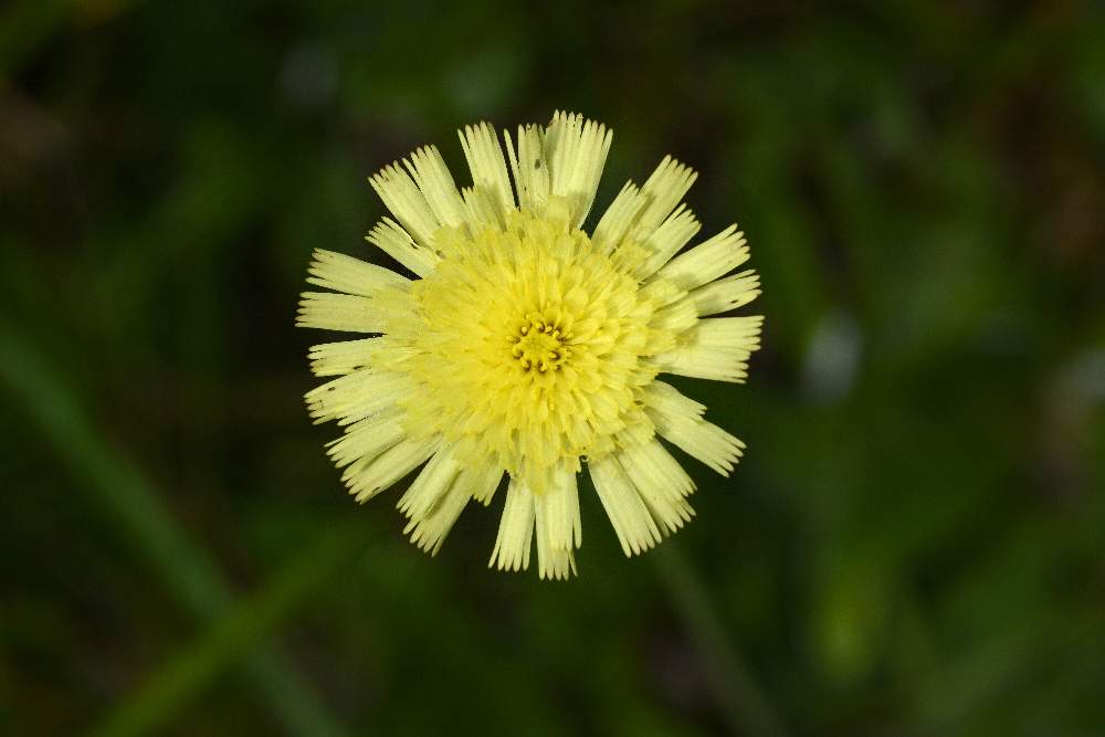 Pilosella officinarum