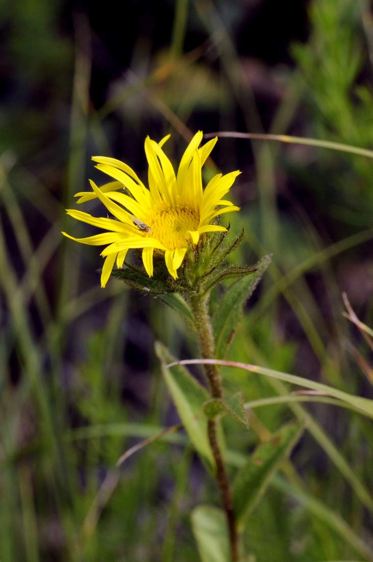 Inula hirta