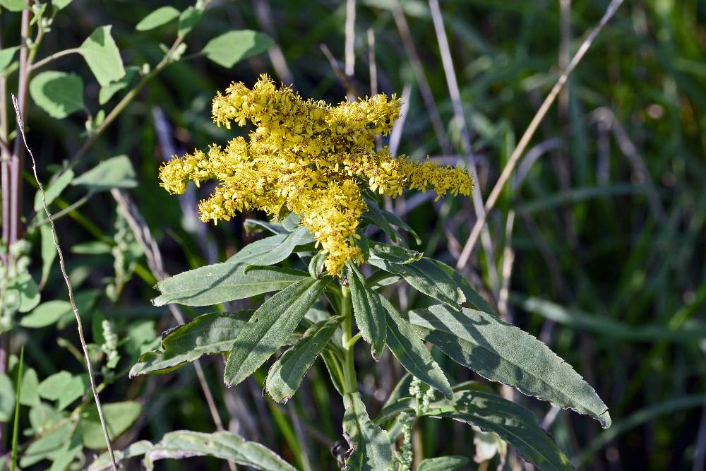 Solidago gigantea / Verga d''oro maggiore