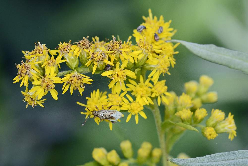 Solidago gigantea / Verga d''oro maggiore