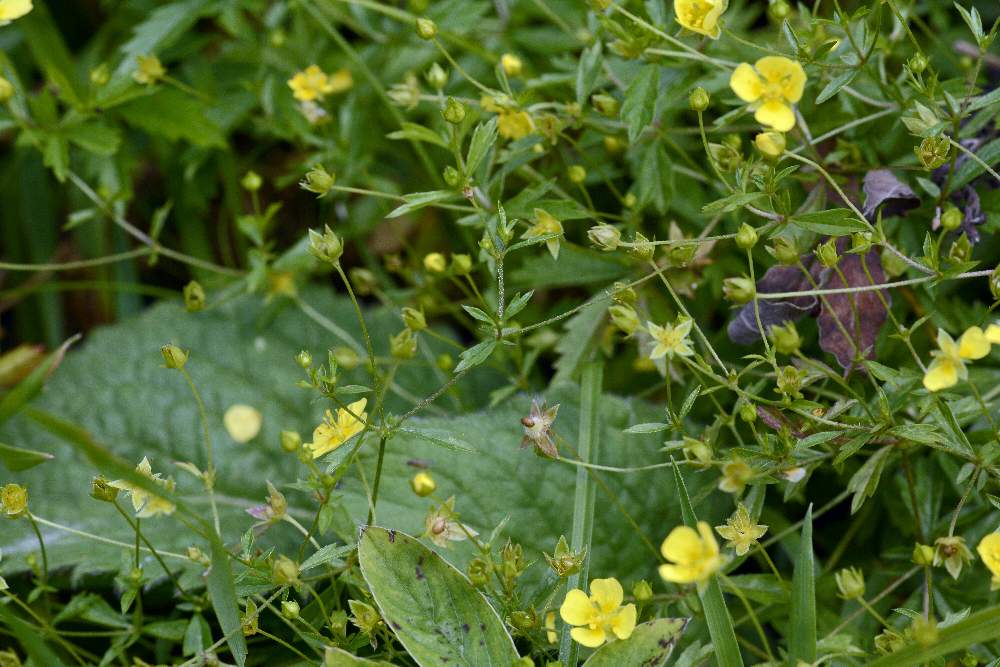 Potentilla erecta con presenza di foglie ingannevoli