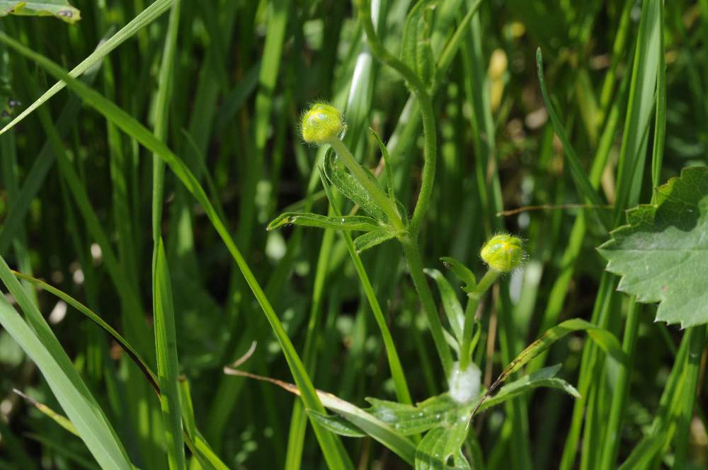 Fiore giallo da identificare - Ranunculus sp.