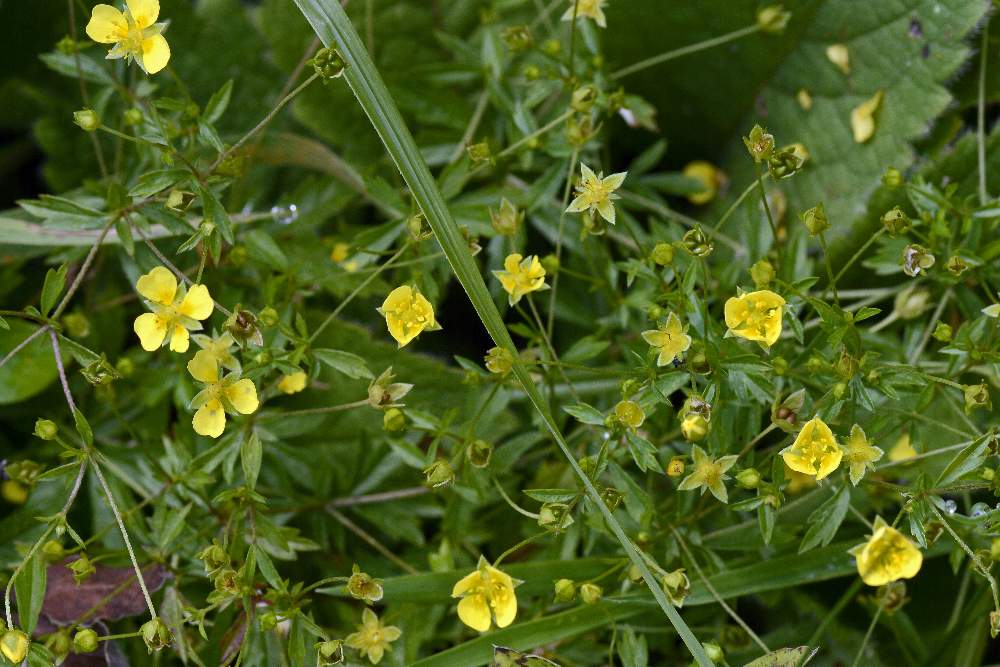 Potentilla erecta con presenza di foglie ingannevoli