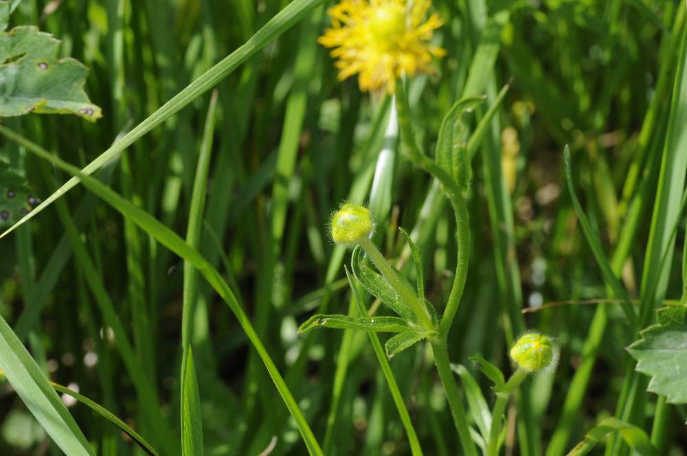 Fiore giallo da identificare - Ranunculus sp.