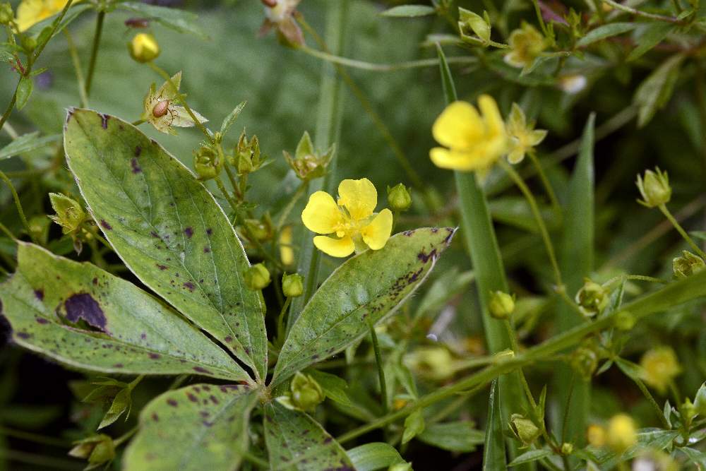 Potentilla erecta con presenza di foglie ingannevoli