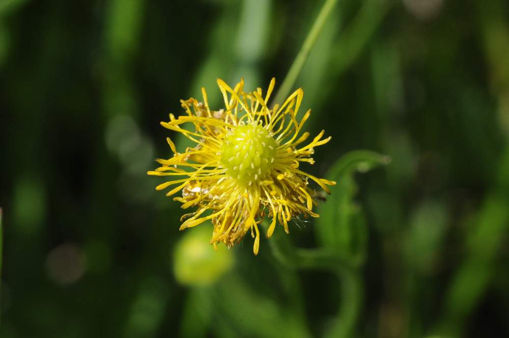 Fiore giallo da identificare - Ranunculus sp.