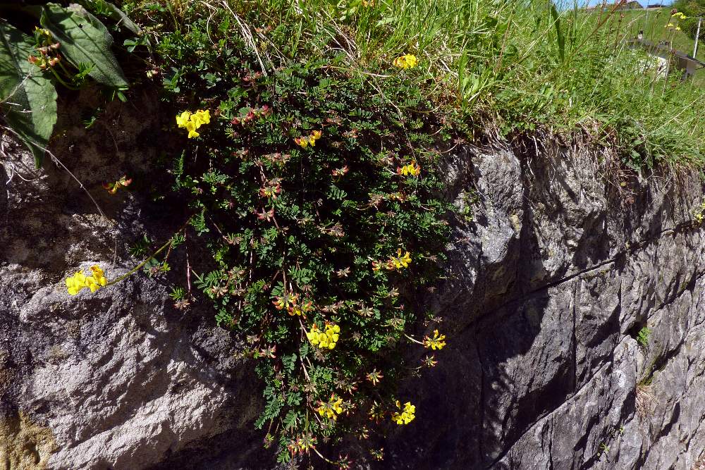 Hippocrepis comosa