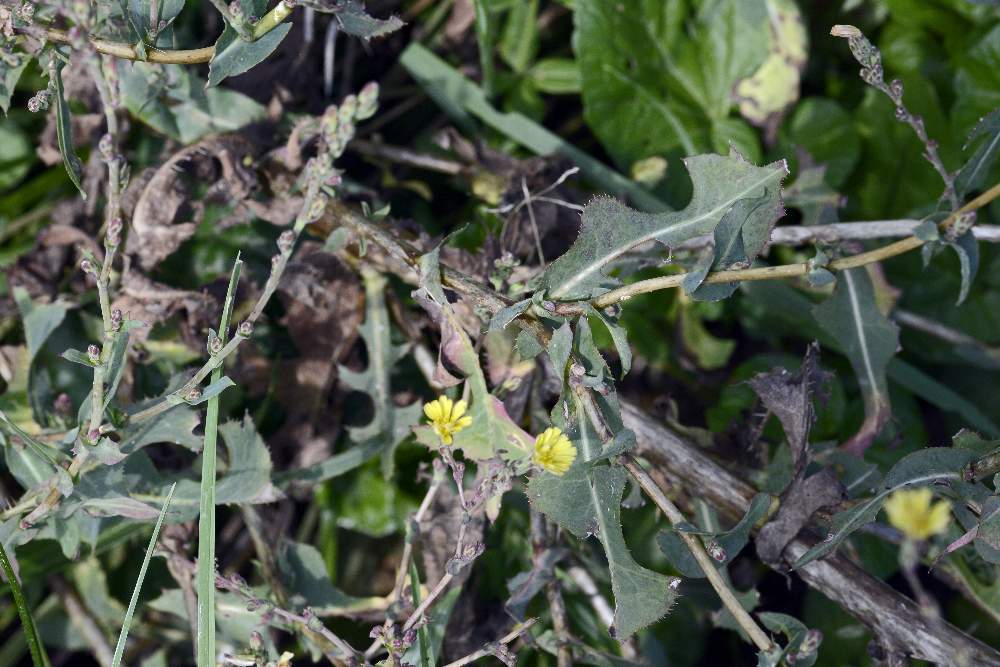 Lactuca sativa subsp. serriola / Lattuga selvatica