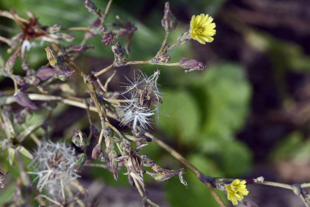 Lactuca sativa subsp. serriola / Lattuga selvatica