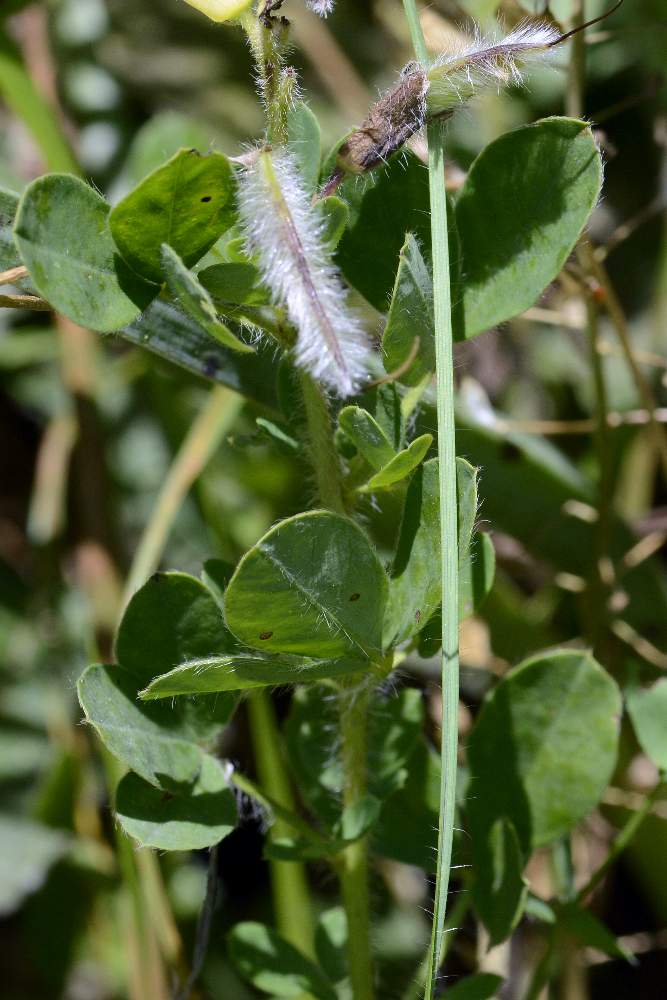 Cytisus hirsutus (Fabaceae)