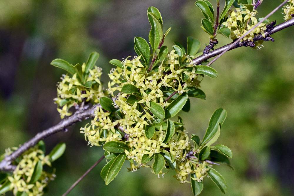 Rhamnus saxatilis / Ranno spinello