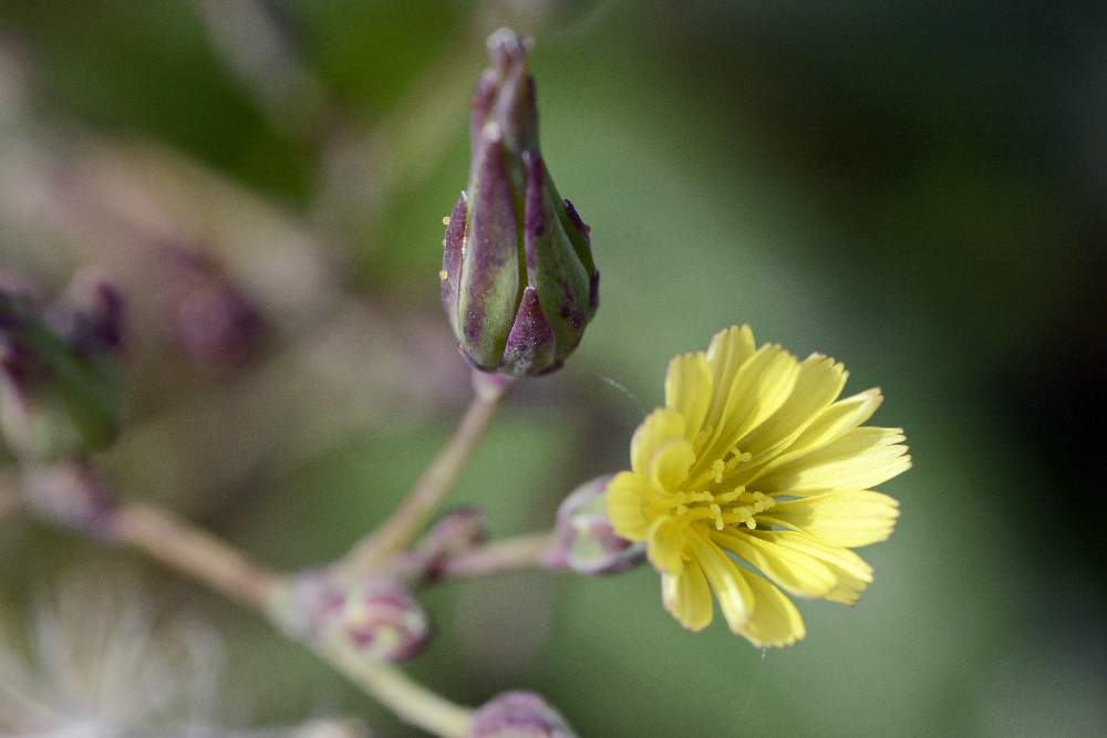 Lactuca sativa subsp. serriola / Lattuga selvatica