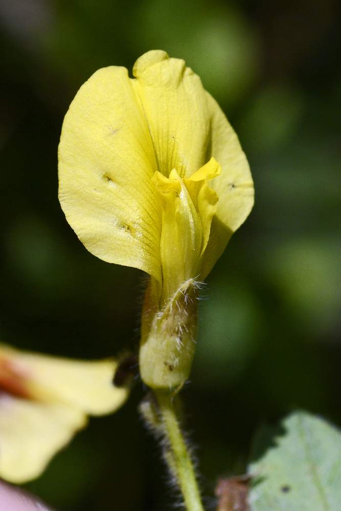 Cytisus hirsutus (Fabaceae)