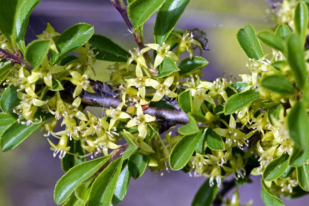 Rhamnus saxatilis / Ranno spinello