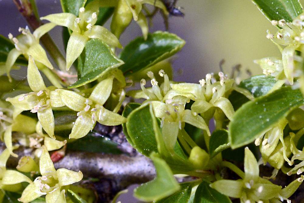 Rhamnus saxatilis / Ranno spinello