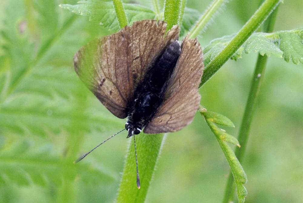 Farfalla da identificare