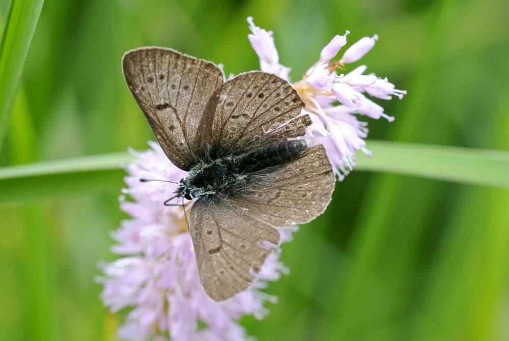 Farfalla da identificare