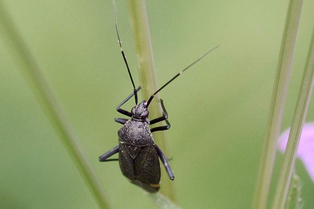 Miridae: Closterotomus cinctipes del Veneto (TV)