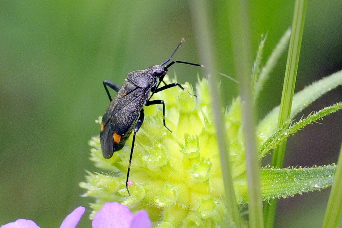 Miridae: Closterotomus cinctipes del Veneto (TV)