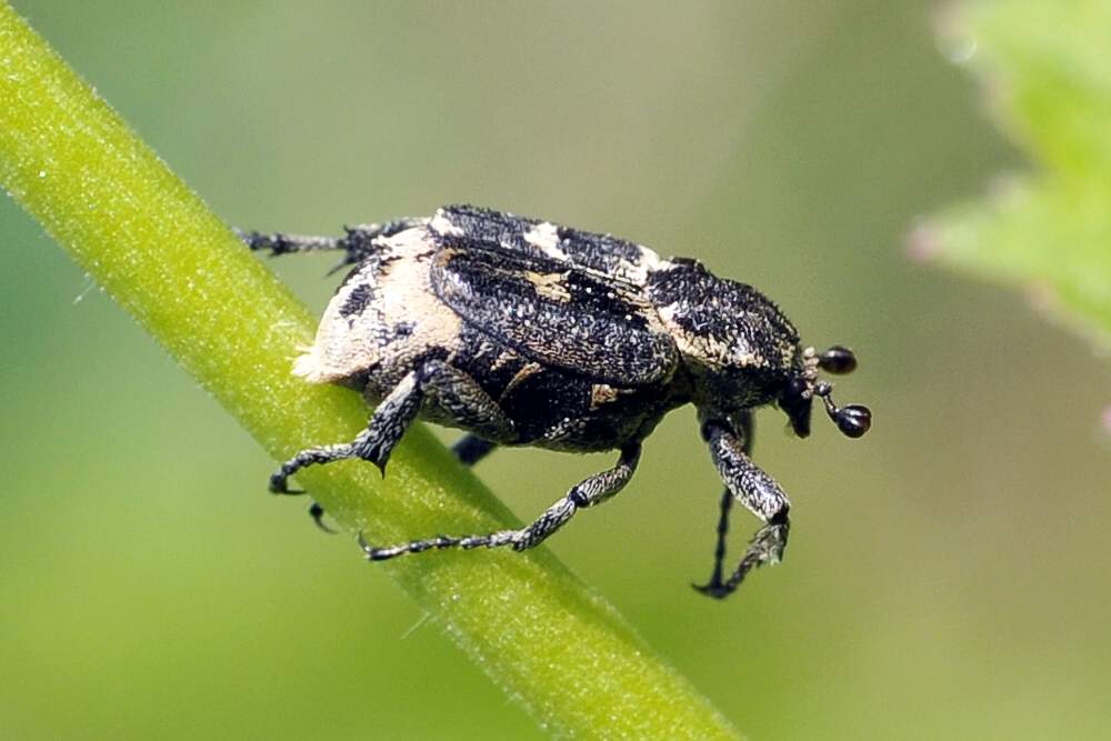 Maschio di Valgus hemipterus (Cetoniidae)