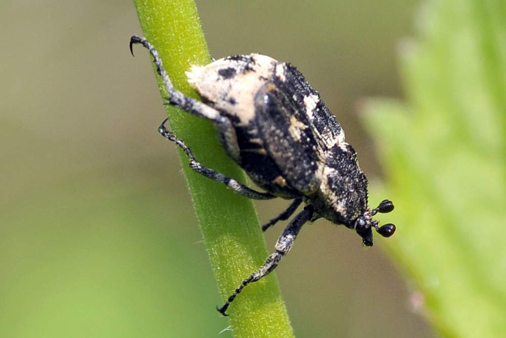 Maschio di Valgus hemipterus (Cetoniidae)