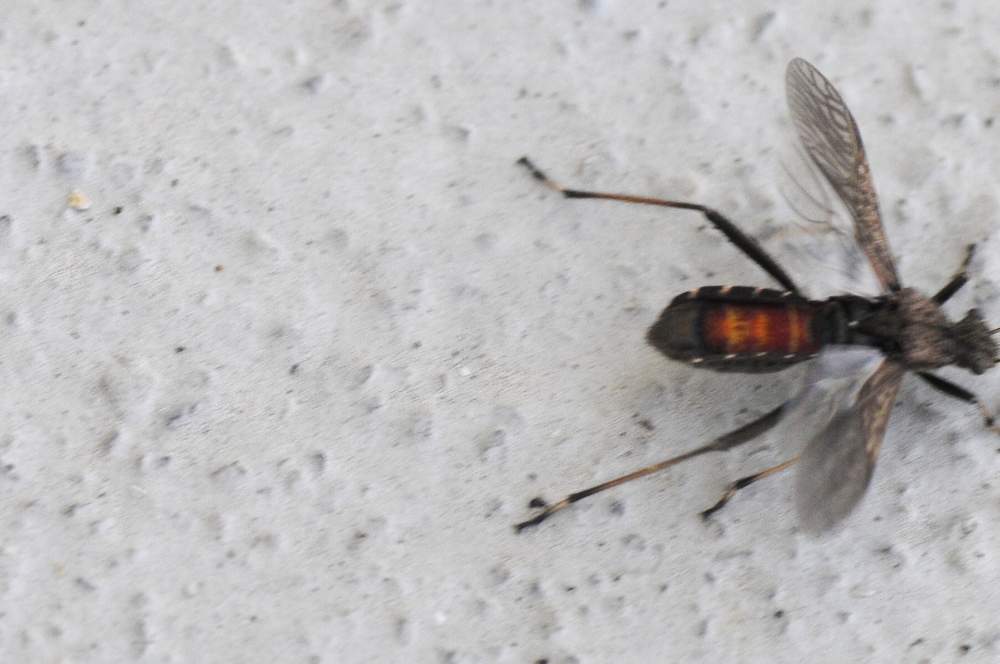 Alydidae: Alydus calcratus del Veneto (TV)