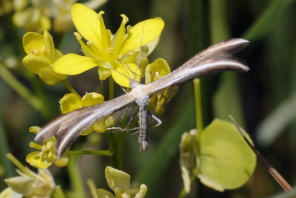 Insetto da ID spero Diptera