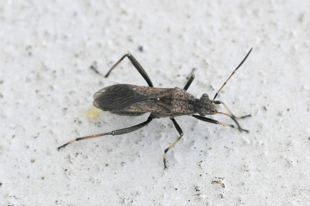 Alydidae: Alydus calcratus del Veneto (TV)