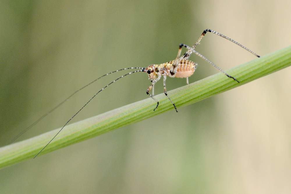 Cavalletta o grillo