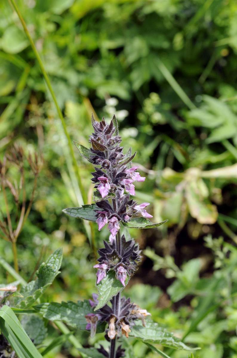 Stachys alpina / Betonica alpina