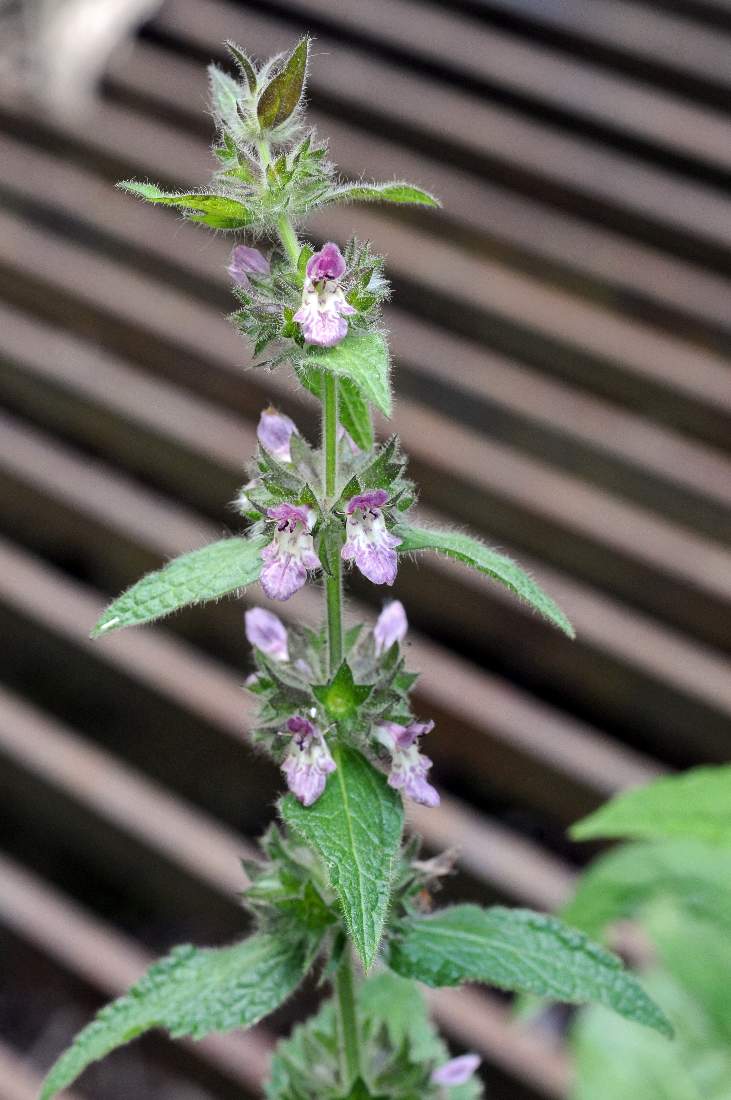 Stachys alpina / Betonica alpina