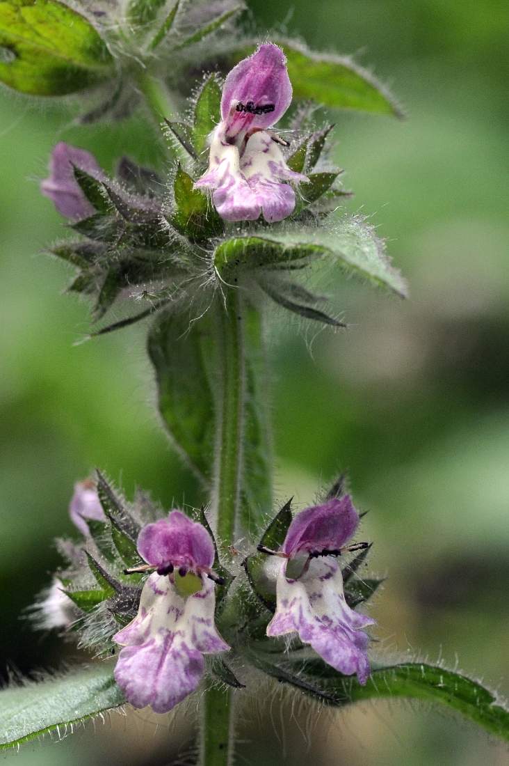 Stachys alpina / Betonica alpina