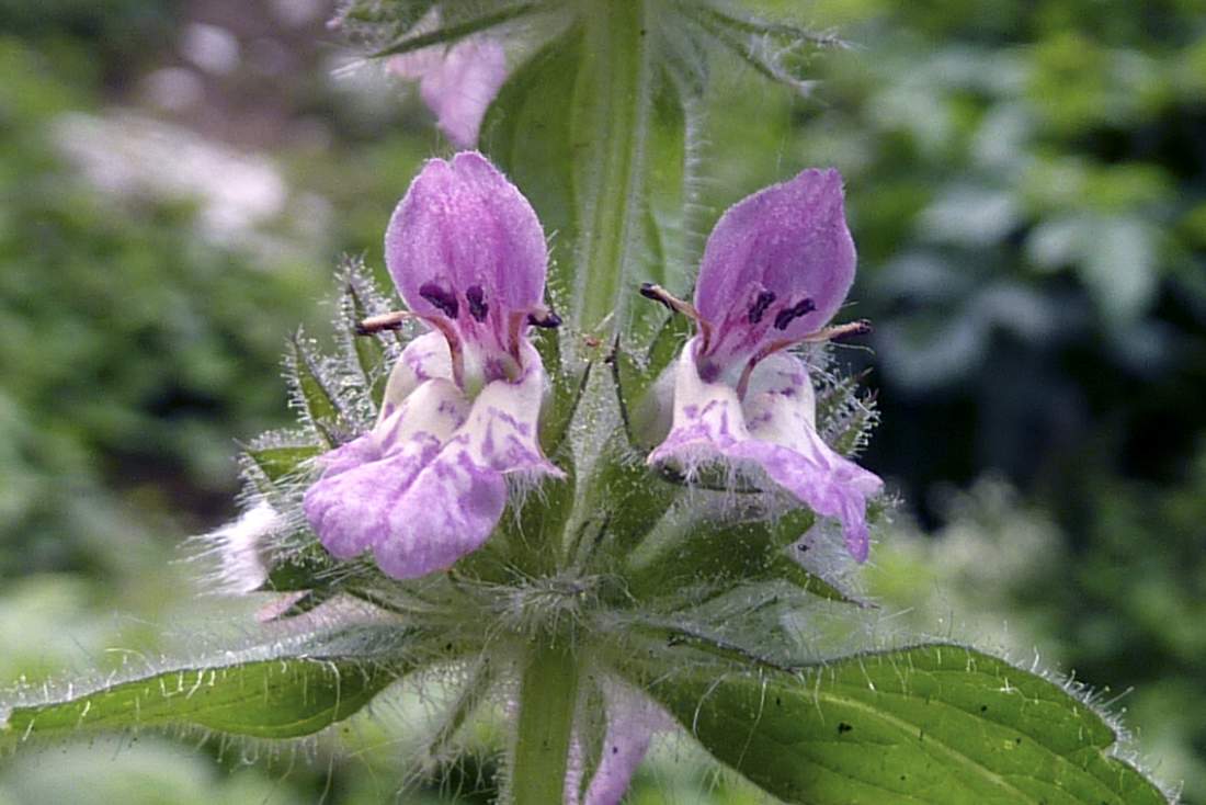 Stachys alpina / Betonica alpina