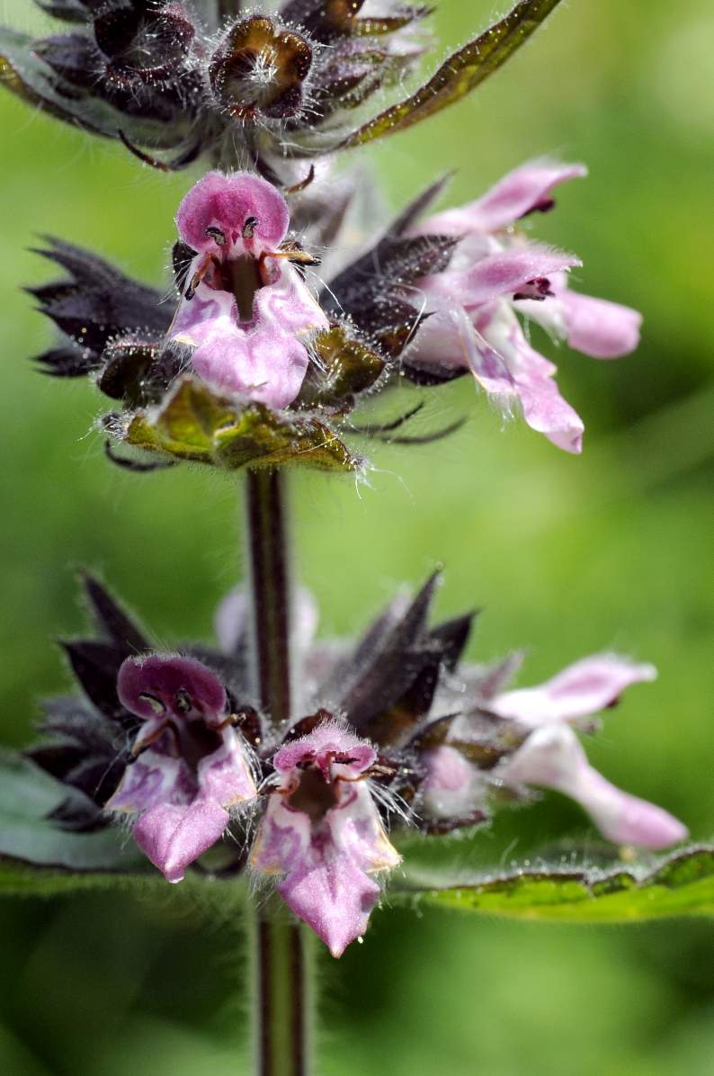 Stachys alpina / Betonica alpina